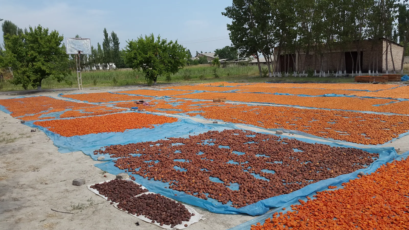 Jumbo Gün Kurusu: Malatya'nın Eşsiz Lezzeti
