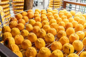 Jumbo Gün Kurusu Nedir? | Malatya Gün Kurusu